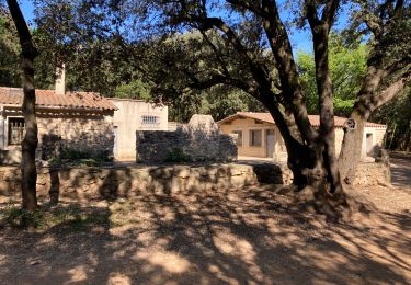 Tour Laufen Montarnaud - Dans les bois de la Boissière  - Photo