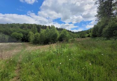 Tocht Stappen Gedinne - rando bourseigne vieille 15-06-2024 - Photo