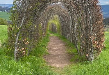 Trail sport Stoumont - Promenade du Roftier - Photo