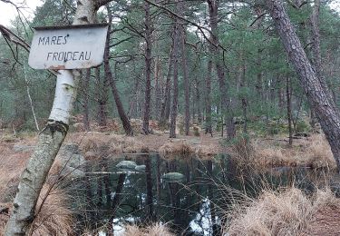 Trail On foot Fontainebleau - Cassepot Partiel - Photo