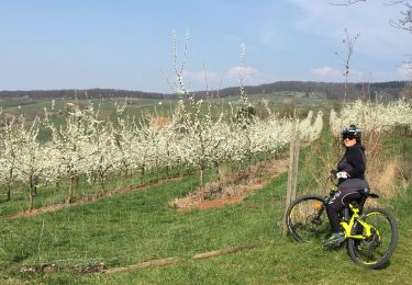 Tocht Mountainbike Schliengen - Vallée des cerisiers à Obereggenen - Photo