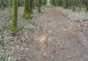 Trail Walking Milly-la-Forêt - Le cyclop - Photo