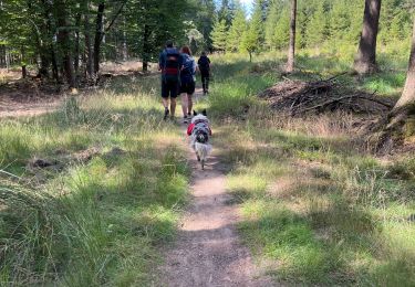 Tocht Stappen Vielsalm - Initiation bivouac j1 - Photo