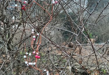 Trail Walking Verviers - 2022-01-25 Balade avec Noisette autour de Heusy - Photo