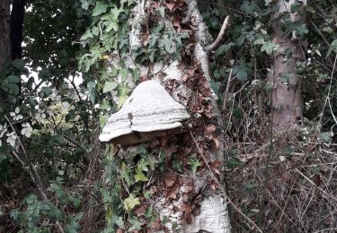 Randonnée Marche Ymare - Ymare vers la tombe du Druide - Photo