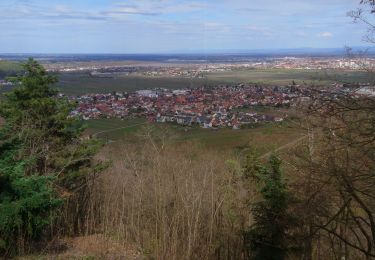 Randonnée Marche Wintzenheim - Panorama de Wintzenheim - Photo