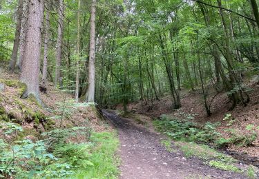 Trail Walking Theux - Hodbomont 19 km - Photo