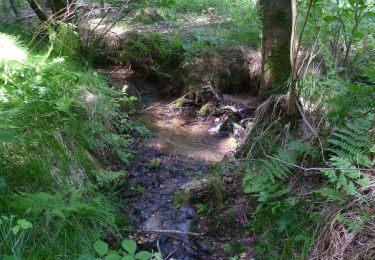 Trail On foot Freigericht - Spessartspuren - Neuseser Fernblick - Photo