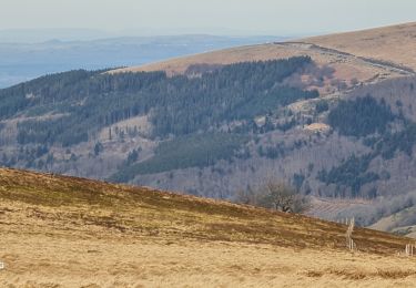 Tocht Stappen Mont-Dore - Le mont dore - Photo