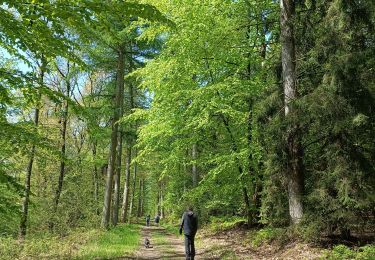 Trail Walking Saint-Hubert - Adeps St Hubert 2023 - Photo