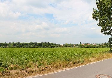 Randonnée A pied Dahme - Dahmer Gehege-Tour - Photo