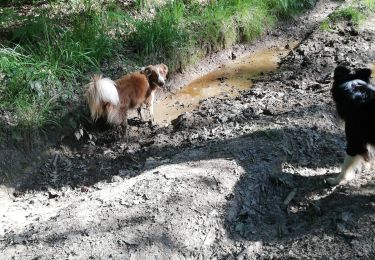 Trail Walking Yvoir - Tricointe canin - Photo