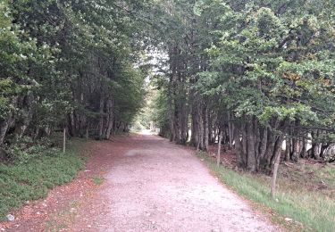 Trail Walking Le Valtin - VOSGES 2023 - Sentier des Roches - Photo