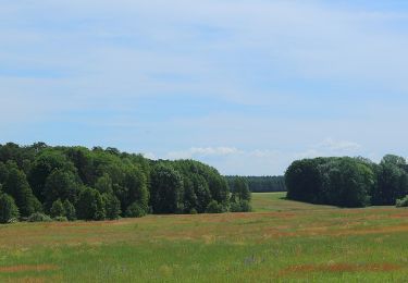 Excursión A pie Schwielochsee - Wanderweg Lamsfeld-Klein Liebitz-Lieberose - Photo