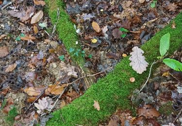 Tour Wandern Ornex - trompettes de la mort - Photo