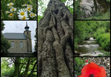 Tocht Stappen Chimay - Vallée de l' Eau Blanche, Lompret - Photo