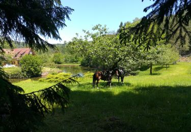 Percorso Marcia La Petite-Pierre - brame du cerf en forêt du loosthal - Photo