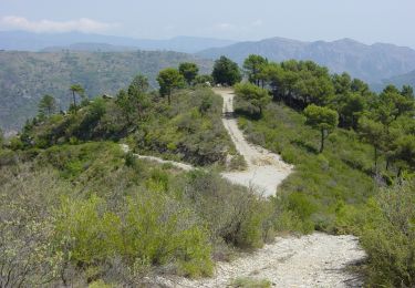 Trail On foot Ventimiglia - Sentiero Balcone Mediterraneo T1 - Photo