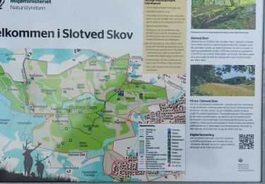Trail Walking  - Slotved Skov - Photo