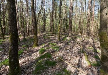 Trail On foot Olfen - Eversum Rundweg A1 - Photo