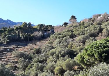 Trail Walking Port-Vendres - vinaigrerie - Photo