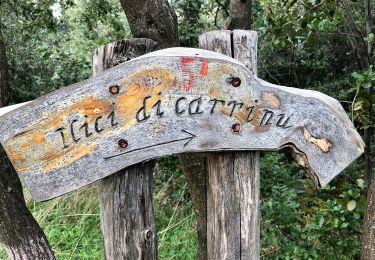 Randonnée A pied Zafferana Etnea - Val Calanna - Photo