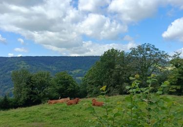 Randonnée Marche Basse-sur-le-Rupt - petit circuit sous Burotte - Photo