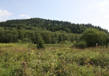 Trail On foot Dźwiniacz Górny - Tarnawa Niżna - Dźwiniacz Górny - Photo