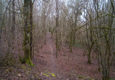 Trail Walking Besançon - BESANCON Forêt de CHAILLUZ - Photo