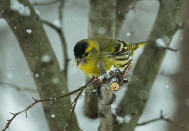 Randonnée A pied Missaglia - Sentiero 8: Lomaniga - Beolco - Photo