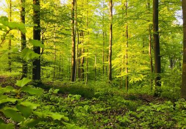 Tour Zu Fuß Bad Schwalbach - Nordic Walking Park 12 - Photo