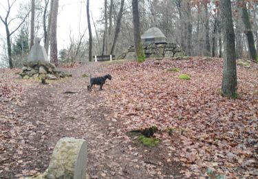 Tour Wandern Érezée - Fisenne  - Photo