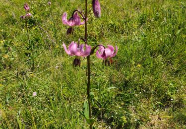 Tour Wandern Bouvante - fond hurle mimine Toto - Photo