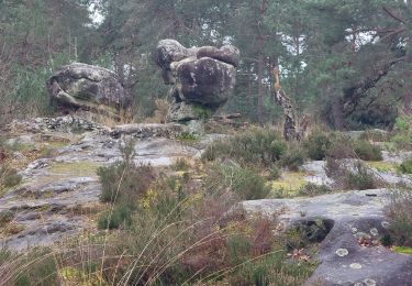 Tour Wandern Fontainebleau - Franchard N1+ Nord - Photo