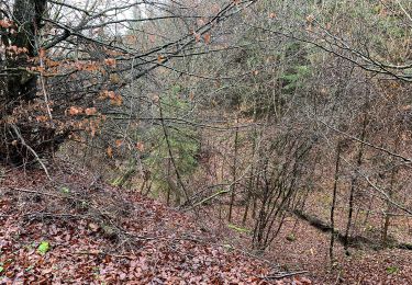 Trail On foot Blankenheim - EifelSchleife Durchs Auelbachtal - Photo