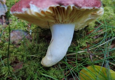 Percorso A piedi  - Kjærnesstien - Photo