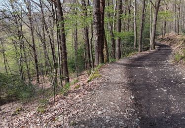 Tour Wandern Aywaille - ninglinspo . chefna . bois bablette - Photo