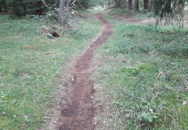 Excursión Senderismo Orcines -  PIED DU PUY DE DÔME Direction Sud  - Photo