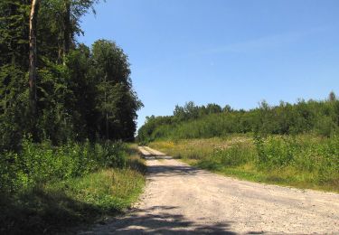 Randonnée Marche Oigny-en-Valois - en forêt de Retz_81_vers les étangs de Bourcq et sur le GR11 - Photo