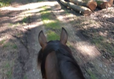 Trail Horseback riding Bouquetot - hauville brotonne - Photo