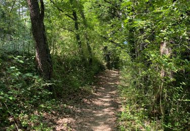 Trail Walking Bauduen - Lac Ste croix clos Barbey - Photo