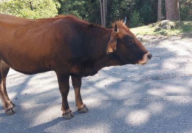 Randonnée Marche Corte - vallée de la restonica - Photo