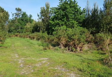 Excursión Senderismo Rion-des-Landes - Perrin, tourlère,  le braou de Lassère, la grande lande,Fabian, le bruca - 9.3 - Photo