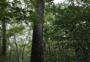 Trail Walking Mittelbergheim - Boucle des châteaux d'Andlau et du Sepsbourg - Photo