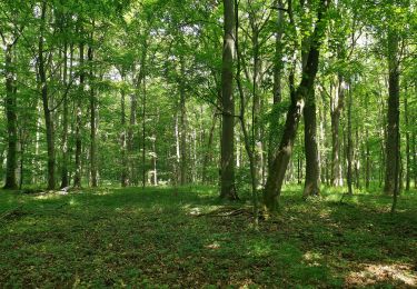 Percorso A piedi Hörselberg-Hainich - Craulaer Kreuz - Photo