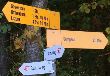 Percorso A piedi Sempach - Allment - Sonnhalde - Photo