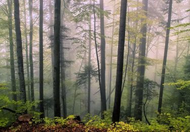 Tocht Te voet  - Cheia - Pasul Bratocea - Photo