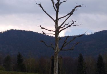 Trail Walking Saint-Nabord - saint bâbord moraine - Photo