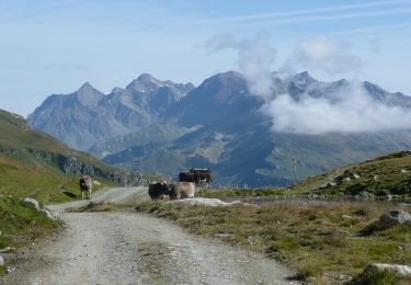 Trail On foot Surses - Juf - Pass da Sett - Photo