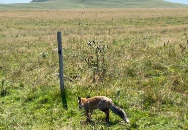 Tour Wandern Saint-Saturnin - Plateau du Limon Le Fayet Chemin des Quirous - Photo